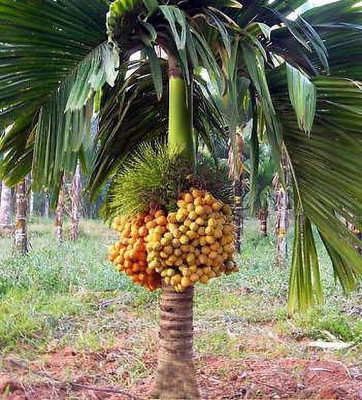 CosaCentrum Betel Nut/Supari Plant(Hybrid, Pack of 1)