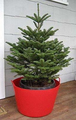 GreenyOn Christmas Tree Plant(Hybrid, Pack of 1)