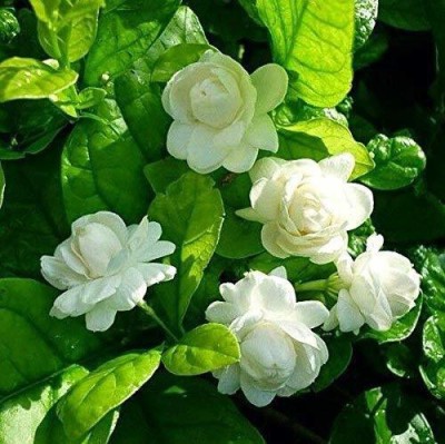 HERBALISM Jasmine Plant(Pack of 1)