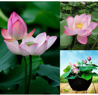 VibeX ™ XII-425 Bowl lotus/water lily flower /bonsai Lotus /ponds Seeds Seed(10 per packet)