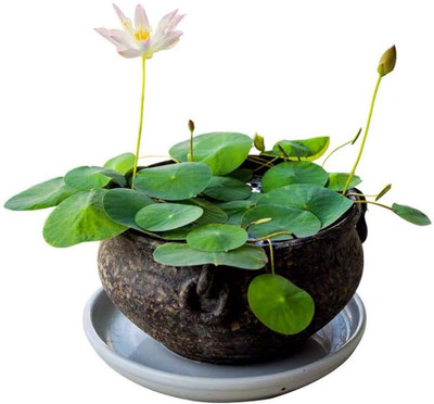 VibeX ® LXI-4 Plant Pots Bonsai Lotus Seeds Water Lily Seed(8 per packet)