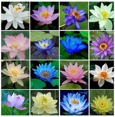 VibeX ™ VXI-203 Lotus Water Lily Seed, Bonsai Seed(15 per packet)