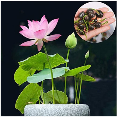 VibeX Lotus Seeds Seed(30 per packet)
