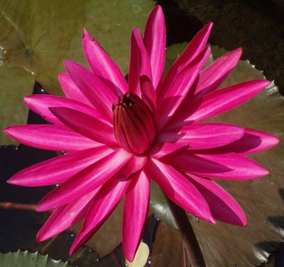 VibeX ™ RDX-1206 Asian Red Waterlily Lotus Fresh Seeds Seed(12 per packet)