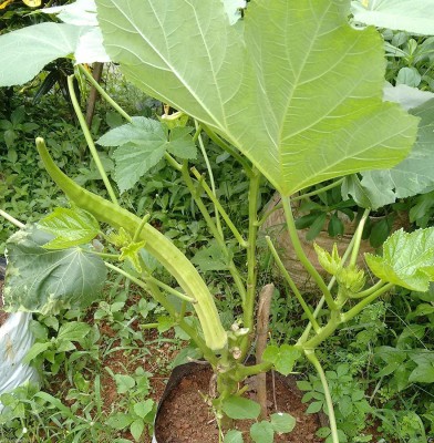 ActrovaX Giant Okra Lady’S Finger Elephant tusk Okra [8000 Seeds] Seed(8000 per packet)