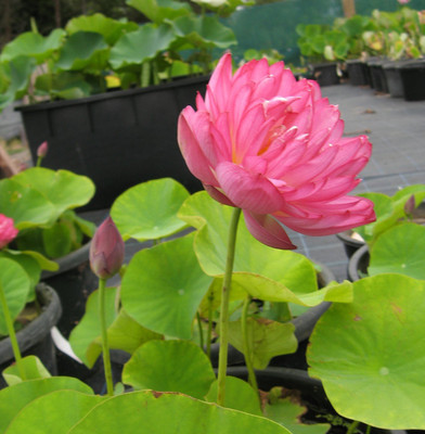 VibeX Lotus Flower Seed(9 per packet)