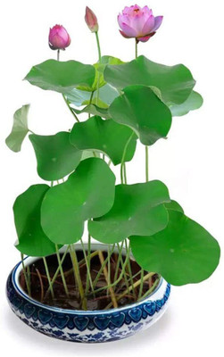 VibeX ™ VXI-18 Bonsai Lotus Seeds Water Lily Plants for Ponds Seed(24 per packet)