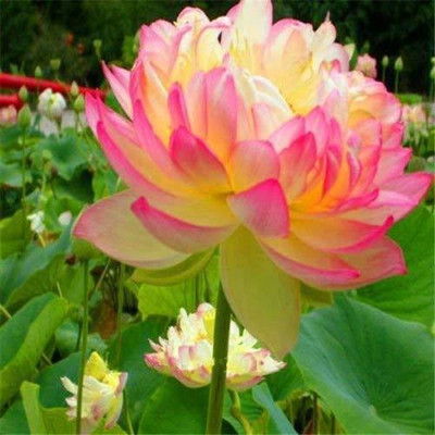 VibeX ™ VXI-1048 Mini Lotus Seeds Bonsai Seeds Set Hydrophyte Seed(40 per packet)