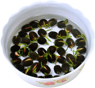 VibeX ™ XII-30 Lotus Seeds Water Lily Plants for Ponds Small Hydroponic Seed(50 per packet)
