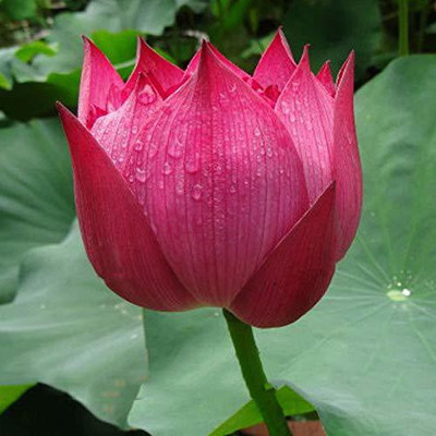VibeX ™ RDX-896 Aquatic Plant Lotus Seeds Nelumbo nucifera ‘Empress’ Lotus Seed(30 per packet)