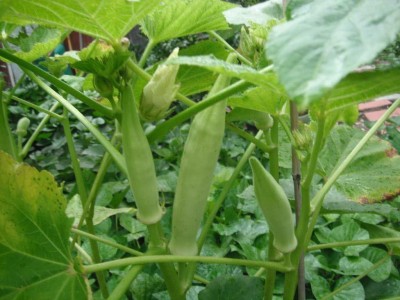 VibeX Okra seeds White okra Heirloom F1 Hybrid variety Seed(1000 per packet)