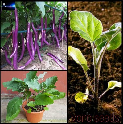 DIOART ™ CBZ-255-Seeds Chinese Brinjal Long F1 Hybrid Vegetable Seed(150 per packet)