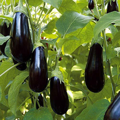 VibeX Brinjal Seed(500 per packet)