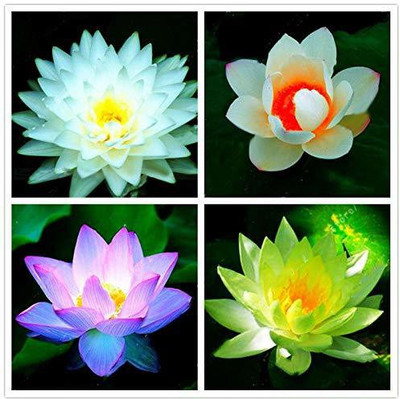 CRGO ™ VXI-778 Bowl Lotus Flower water Aquatic Plants Seed(40 per packet)