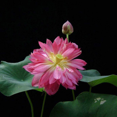 VibeX Water Lily Seed(16 per packet)