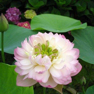 VibeX ® LXI-339 Lotus Flower Seeds Seed(18 per packet)