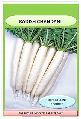 ENINE Radish Seed(40 per packet)