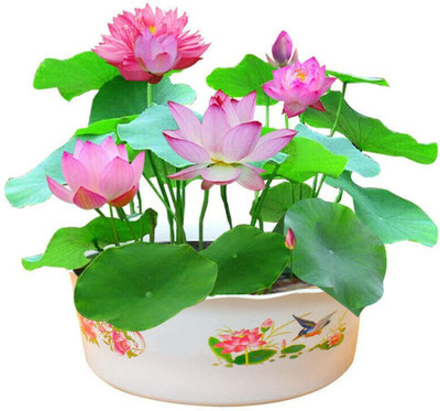 VibeX Lotus Seed(10 per packet)