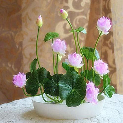 CRGO ® LXI-794 Mixed color Seed Bowl Lotus Flower water Aquatic Seed(12 per packet)