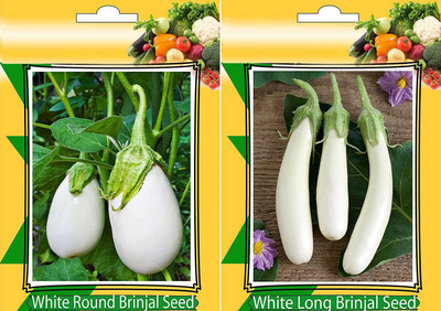 Qualtivate Brinjal Seed(250 per packet)