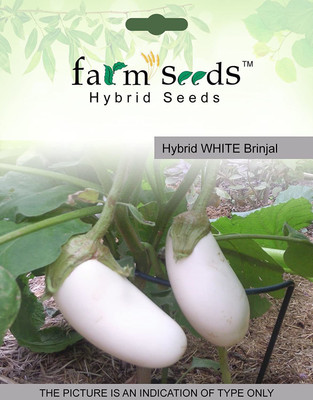 VibeX ® LXI-1038-Hybrid White Brinjal seeds Seed(300 per packet)