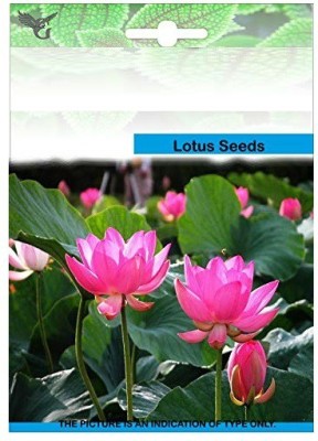 VibeX ™ XII-1665 Pond Plants Water Lilies Aquatic Plants-Bareroot Seed(15 per packet)