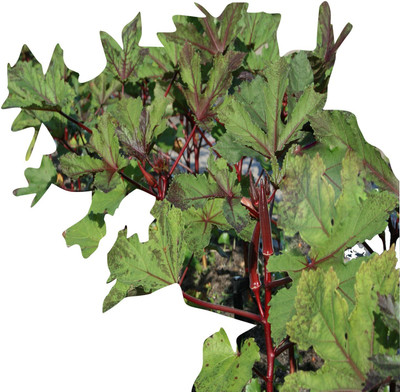 VibeX Red Okra Seeds Seed(900 per packet)