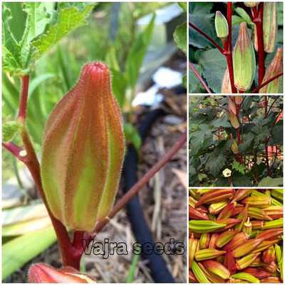 Qualtivate ® STAR OF DAVID OKRA F1 Hybrid variety seeds Seed(100 per packet)
