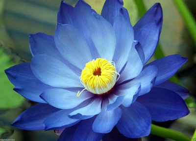 VibeX ™ XII-770 Lotus Flower Mixed Colour Seeds Seed(30 per packet)