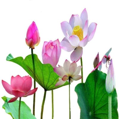 VibeX ™ XII-230 Beautiful Bonsai Lotus Seeds, Water Lily Flower Plant Seed(30 per packet)