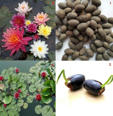 VibeX ™ RDX-86 Bowl lotus/water lily flower /bonsai Lotus /ponds Seeds Seed(30 per packet)