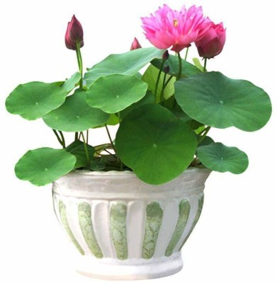 CRGO ™ RDX-1226 Plant Pots Bonsai Lotus Seeds Water Lily Seed(30 per packet)