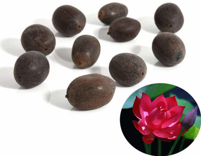 VibeX Water Lily Seed(50 per packet)