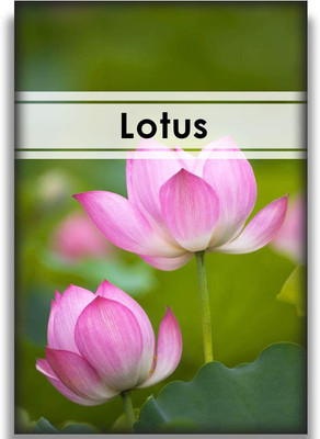 VibeX Lotus Seeds Seed(5 per packet)