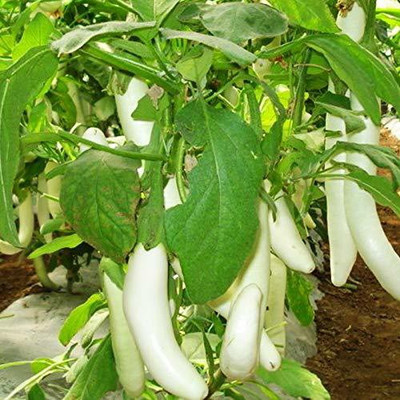 VibeX White Brinjal Seeds Seed(200 per packet)