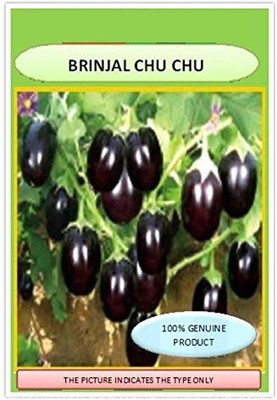 Qualtivate BRINJAL CHU CHU Seed(250 per packet)