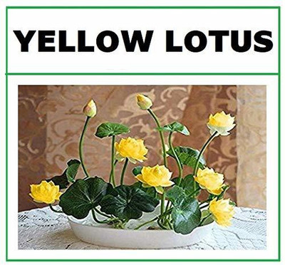 VibeX CBZ-1002 Mini Lotus Seeds Bonsai Seeds Set Hydrophyte Seed(6 per packet)