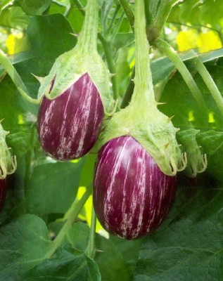 VibeX ™ HAU-241-Brinjal Green Purple Oval Eggplant Vegetable Seeds Seed(25 per packet)
