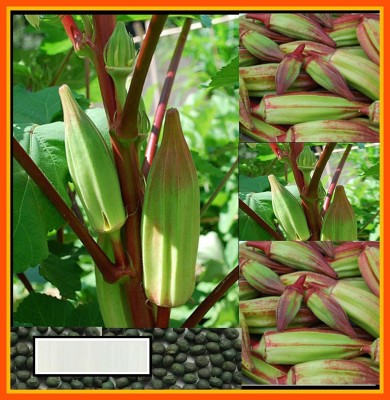 Biosnyg Okra Red F1 Hybrid Vegetable LADIES FINGER Seeds 1000 Seeds Seed(1000 per packet)