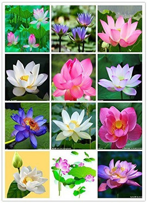 VibeX ™ XII-1580 Bonsai Lotus Seeds Water Lily Plants for Ponds Seed(30 per packet)