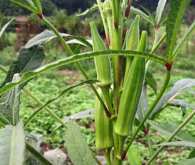 VibeX Vegetable Seeds | Okra Hashit | F1 Hybrid Seed(1000 per packet)