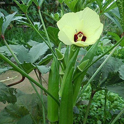 VibeX Ladies Finger Seed(120 per packet)