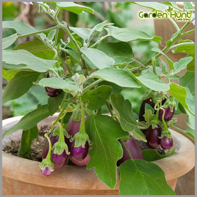 KANAYA Brinjal Black Beauty Seed(150 per packet)