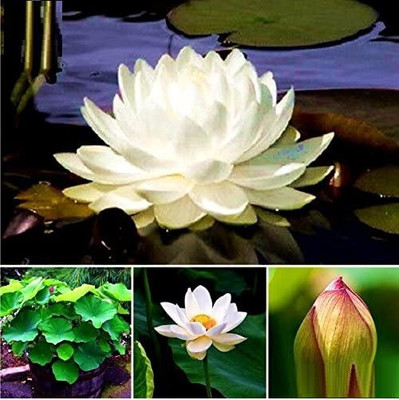 CRGO ™ RDX-676 June Snow Lotus Seeds Seed(18 per packet)