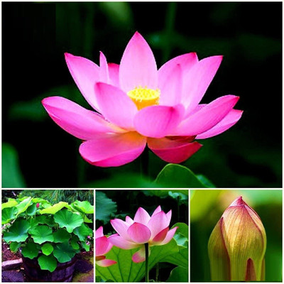 CRGO ® CBZ-712 Lotus Seeds Nelumbo nucifera ‘Empress’ Lotus Seed(10 per packet)