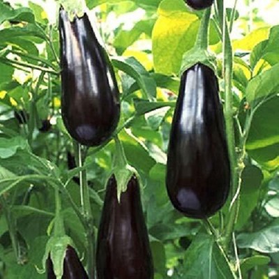 Qualtivate ® American Variety Big Brinjal F1 Hybrid Seed Seed(1000 per packet)