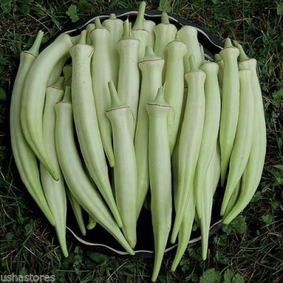 Qualtivate ® Silver Queen Okra Ladies Finger bhindi Organic Heirloom seeds Seed(1000 per packet)