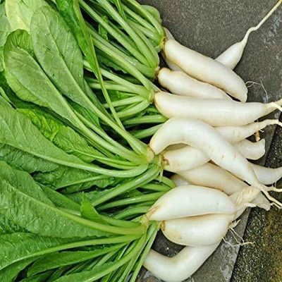 VibeX Radish Seeds Seed(60 per packet)