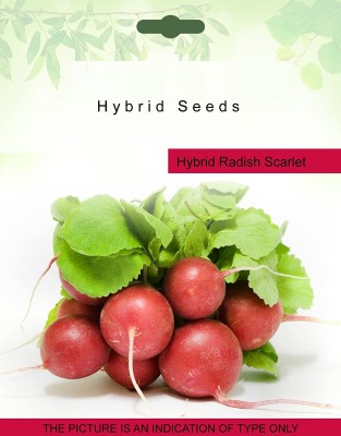 Biosnyg Hybrid Radish Scarlet Globe seeds 1000 Seeds Seed(1000 per packet)