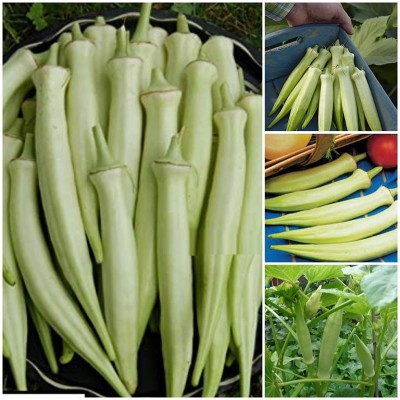 ActrovaX White okra Heirloom F1 Hybrid variety vegetable Seed(10 g)